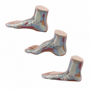 Anatomische voet