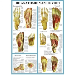 Poster Anatomie