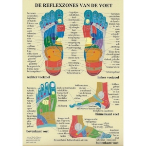 Poster Anatomie
